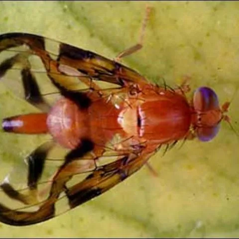 thumbnail for publication: Caribbean Fruit Fly, Anastrepha suspensa (Loew) (Insecta: Diptera: Tephritidae)